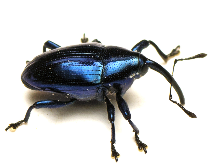 Ipsichora