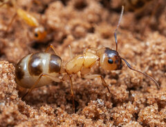 Myrmespera