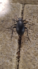 Carabus impressus