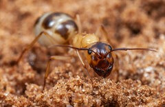 Myrmespera