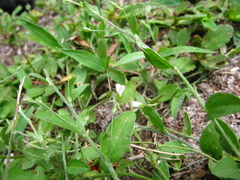 Evolvulus alsinoides