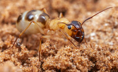 Myrmespera