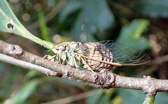 Chlorocysta suffusa