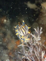 Polycera atra