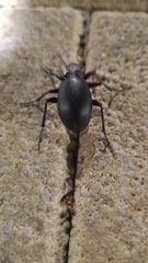 Carabus impressus