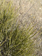 Ephedra viridis