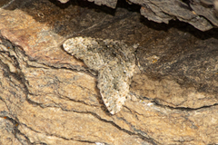 Helastia corcularia