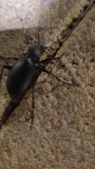 Carabus impressus