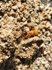 Microhodotermes viator