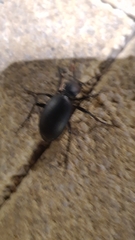 Carabus impressus