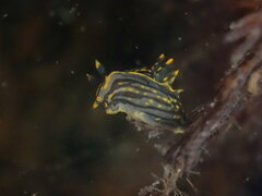 Polycera atra