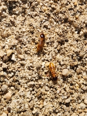 Microhodotermes viator