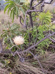 Protea caffra falcata