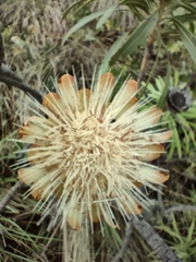 Protea caffra falcata
