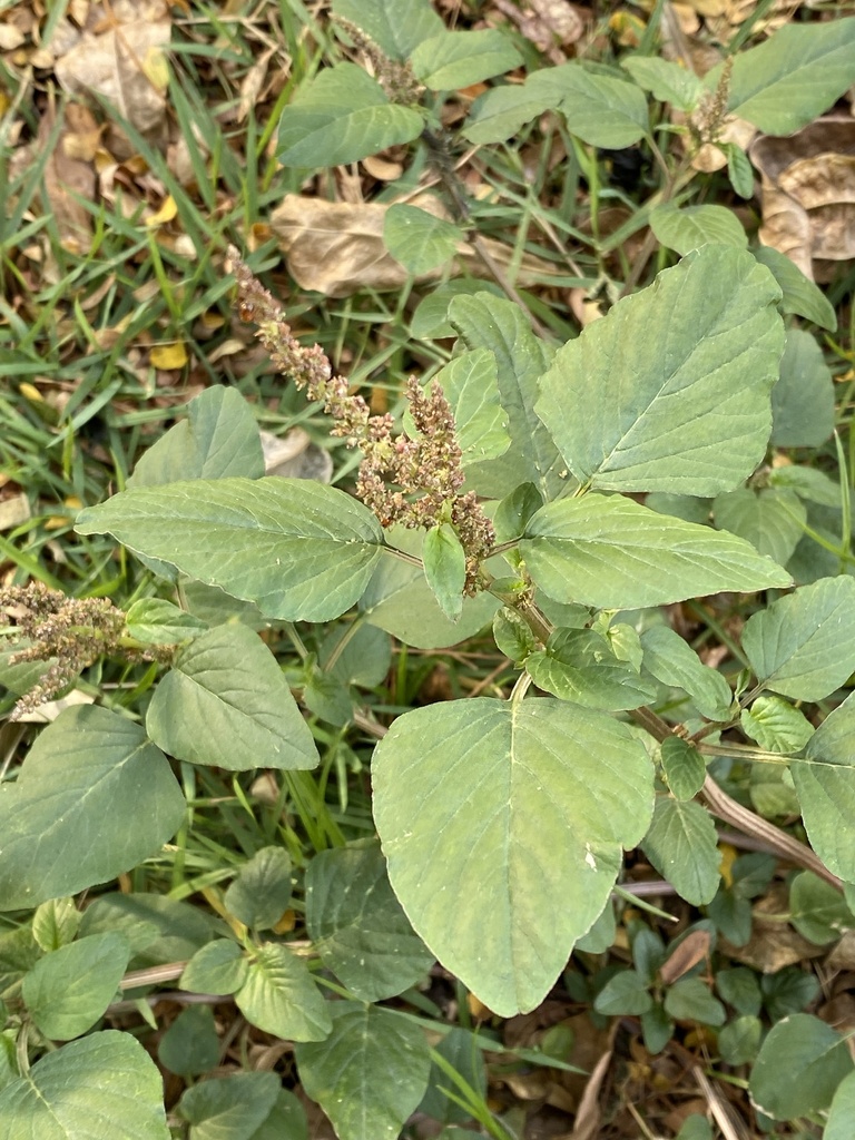Amaranthus viridis