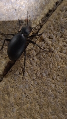 Carabus impressus
