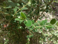 Pimelea altior