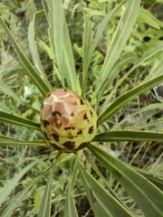 Protea caffra falcata