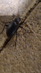 Carabus impressus
