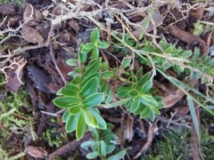 Buxus sempervirens