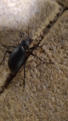 Carabus impressus