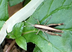 Stenocatantops angustifrons