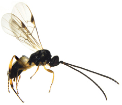 Microplitis subsulcatus