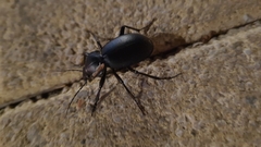 Carabus impressus