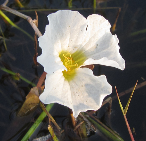 Ottelia kunenensis (Ottelia kunenensis)