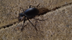 Carabus impressus