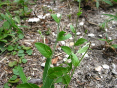 Evolvulus alsinoides