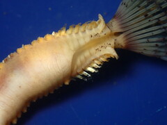 Bispira pacifica