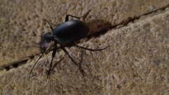 Carabus impressus