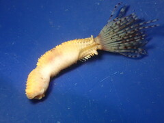 Bispira pacifica