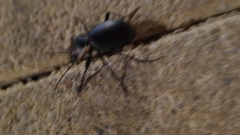 Carabus impressus