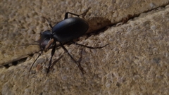 Carabus impressus