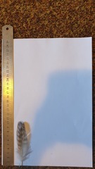 Burhinus capensis