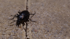 Carabus impressus