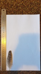 Burhinus capensis