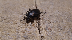 Carabus impressus