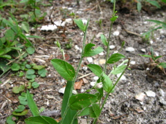 Evolvulus alsinoides