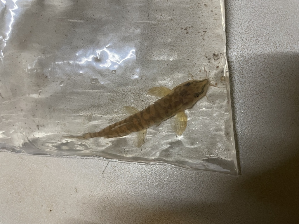Schultz's Brook Loach
