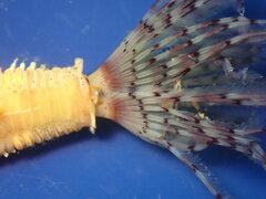 Bispira pacifica