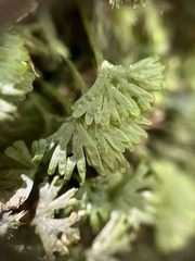 Hymenophyton flabellatum