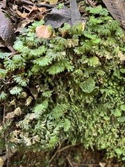 Hymenophyton flabellatum