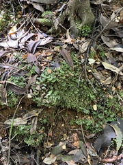 Hymenophyton flabellatum