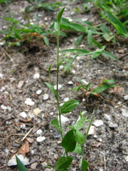 Evolvulus alsinoides