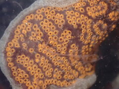 Botrylloides diegensis