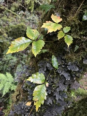 Toxicodendron orientale