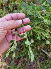 Pimelea altior